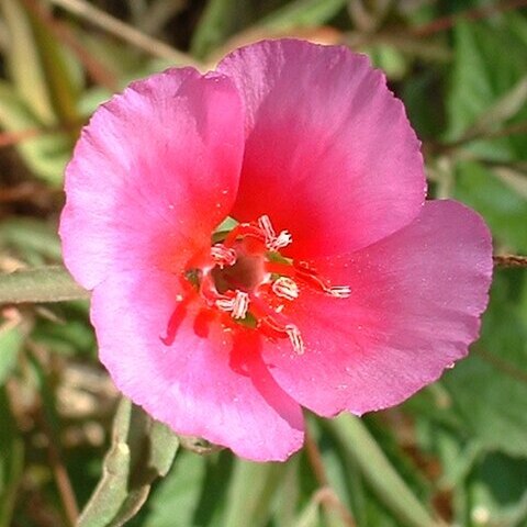 Clarkia unspecified picture