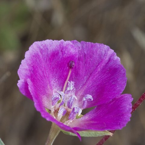 Clarkia speciosa unspecified picture