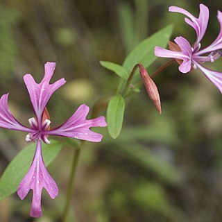 Clarkia concinna unspecified picture