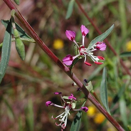 Clarkia exilis unspecified picture