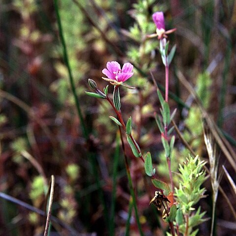 Clarkia purpurea unspecified picture