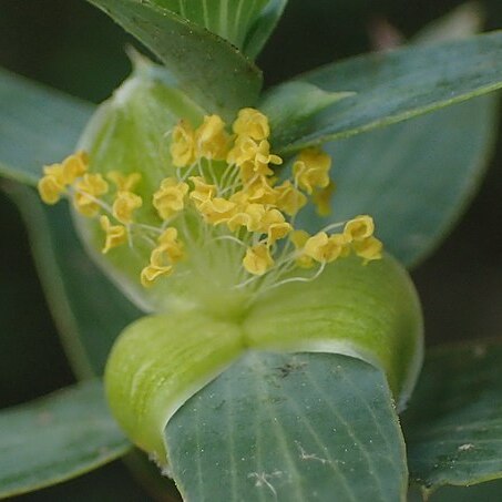 Cliffortia ilicifolia unspecified picture