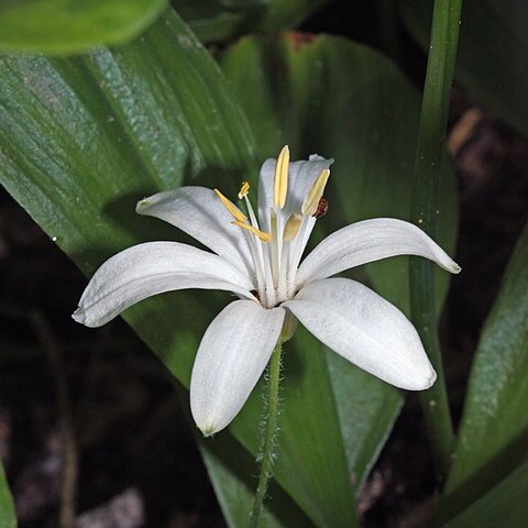 Clintonia uniflora unspecified picture