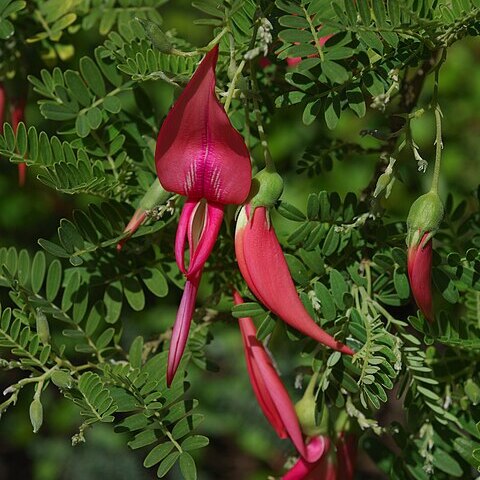 Clianthus unspecified picture