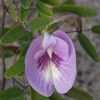 Clitoria fragrans unspecified picture