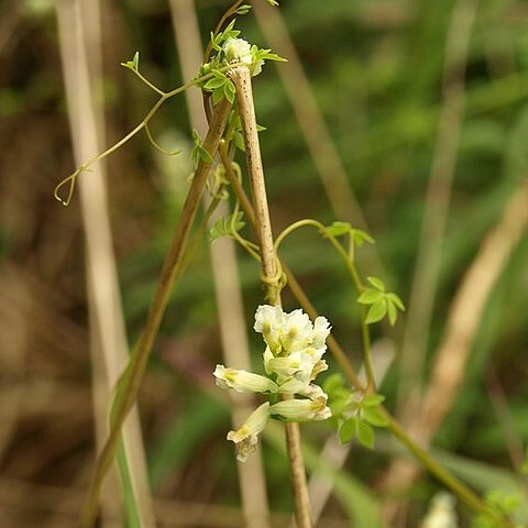 Ceratocapnos unspecified picture