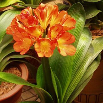 Clivia unspecified picture