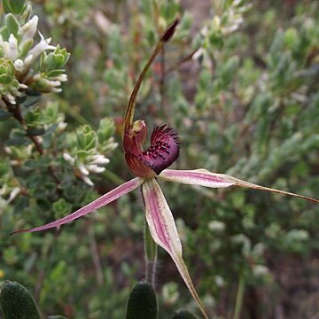 Caladenia ampla unspecified picture