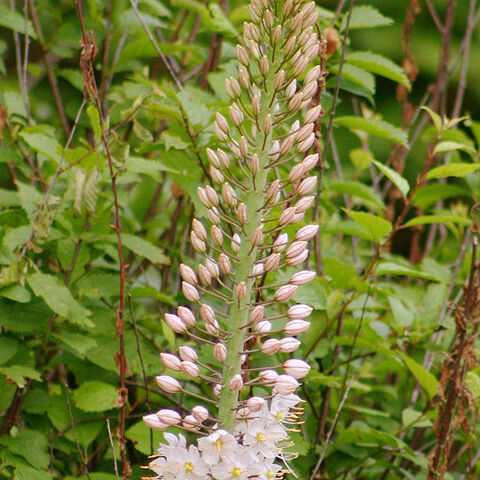 Eremurus robustus unspecified picture