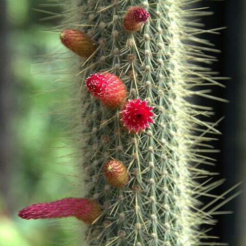 Cleistocactus parviflorus unspecified picture