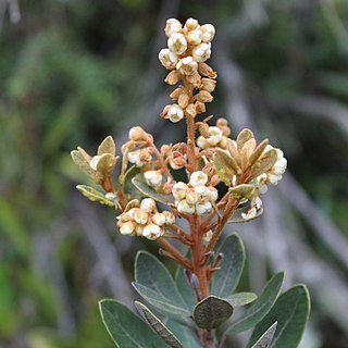 Clethra fimbriata unspecified picture