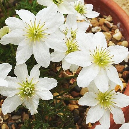 Clematis marmoraria unspecified picture