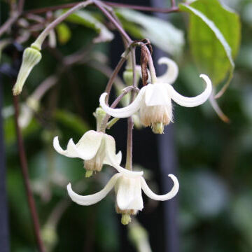 Clematis clarkeana unspecified picture