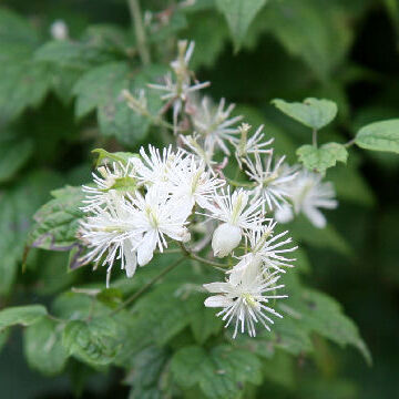 Clematis apiifolia unspecified picture