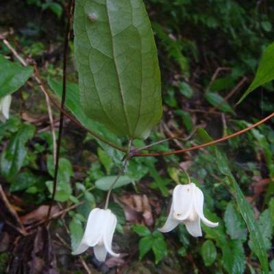 Clematis henryi unspecified picture