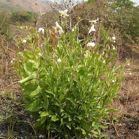 Clematis villosa unspecified picture