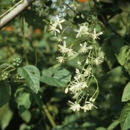 Clematis tamurae unspecified picture