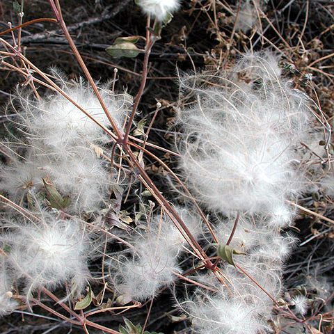 Clematis drummondii unspecified picture