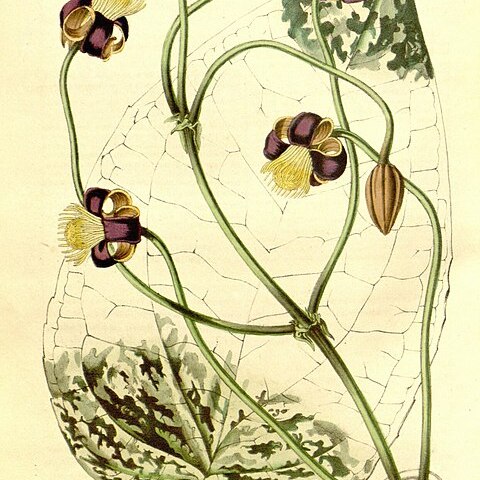 Clematis smilacifolia unspecified picture