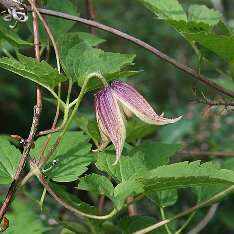 Clematis koreana unspecified picture