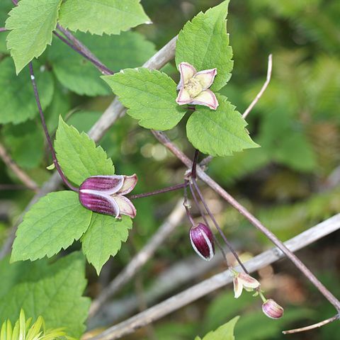 Clematis japonica unspecified picture