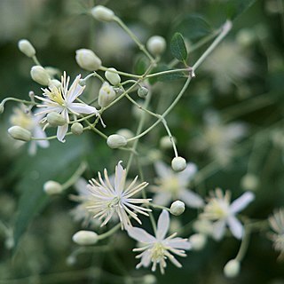 Clematis javana unspecified picture