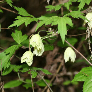 Clematis williamsii unspecified picture