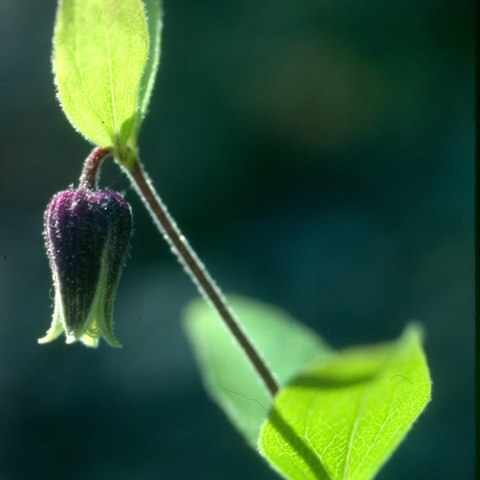 Clematis viticaulis unspecified picture