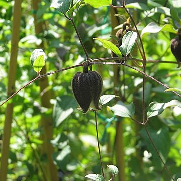 Clematis fusca unspecified picture