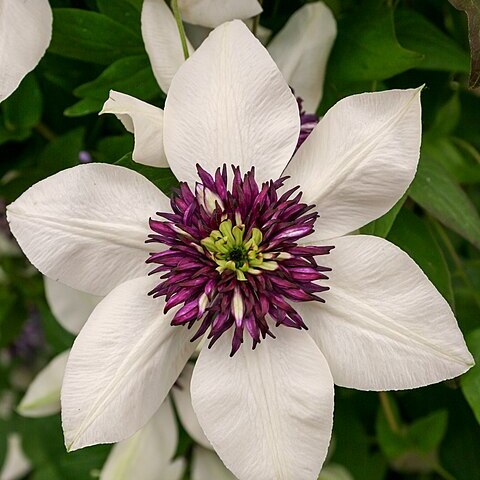 Clematis florida unspecified picture