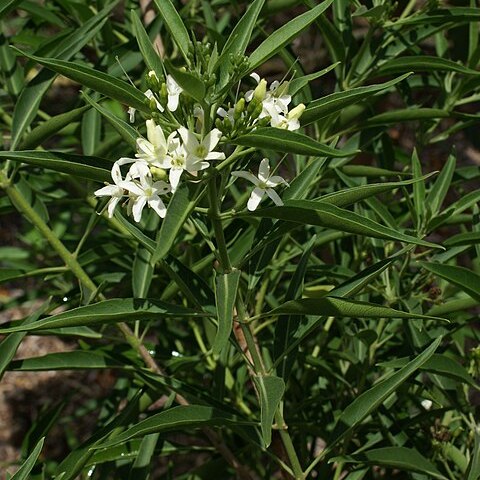 Volkameria heterophylla unspecified picture