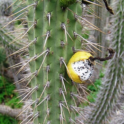 Cleistocactus pungens unspecified picture