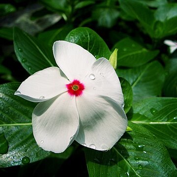 Catharanthus unspecified picture