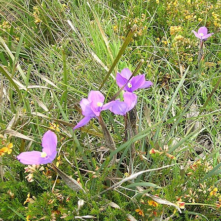 Patersonia occidentalis unspecified picture