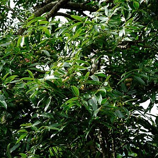 Commiphora woodii unspecified picture