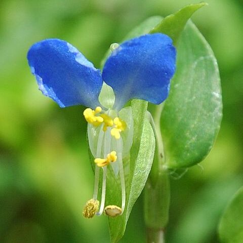 Commelina unspecified picture