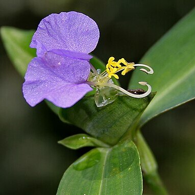 Commelina maculata unspecified picture