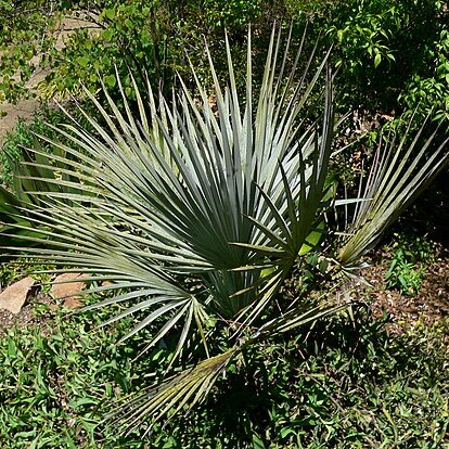 Brahea decumbens unspecified picture