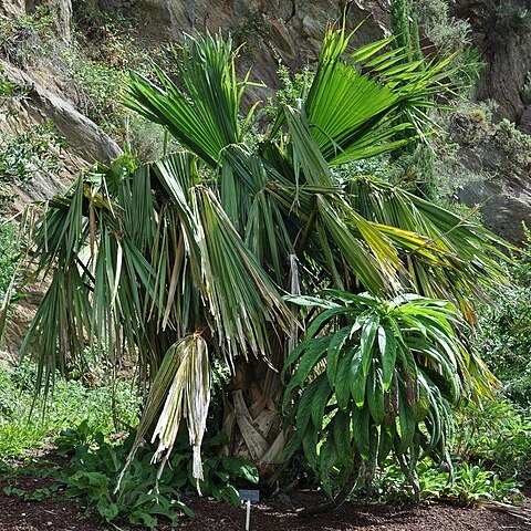 Brahea edulis unspecified picture