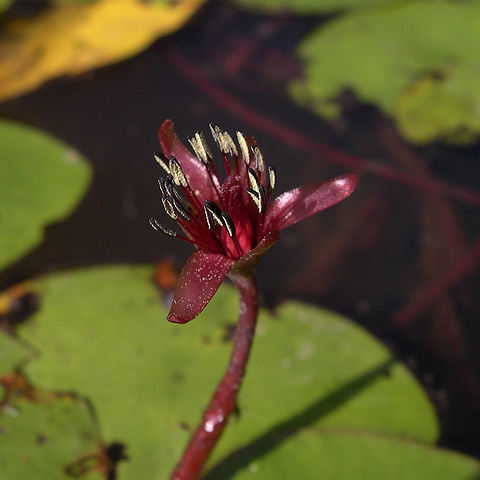 Brasenia schreberi unspecified picture