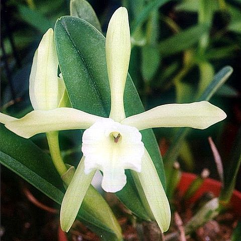 Rhyncholaelia glauca unspecified picture