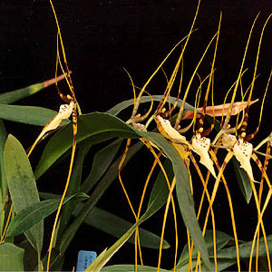 Brassia arcuigera unspecified picture