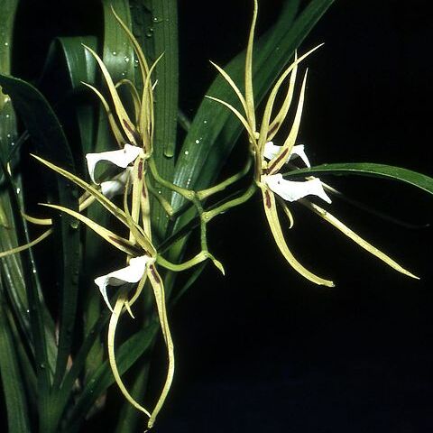 Brassia signata unspecified picture