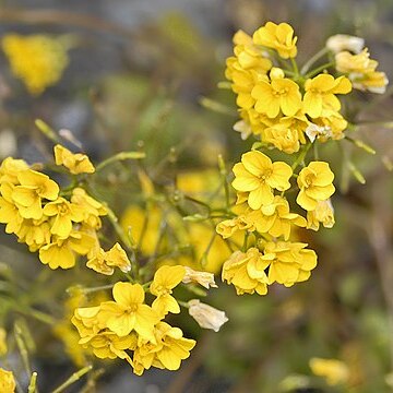 Draba hispida unspecified picture