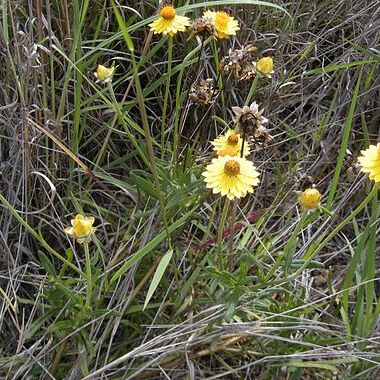 Helichrysum bracteatum unspecified picture