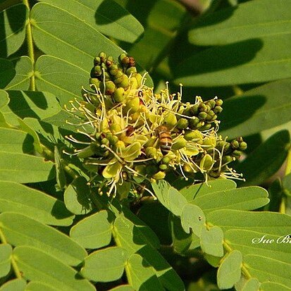 Brachystegia boehmii unspecified picture