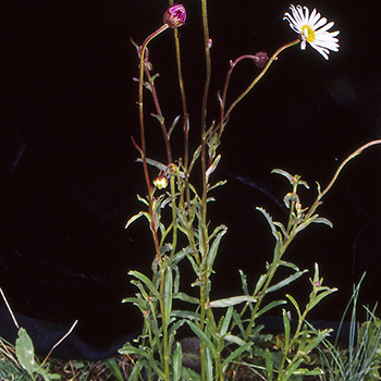 Brachyscome aculeata unspecified picture