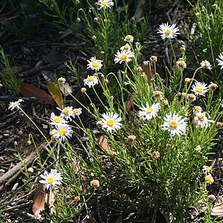 Brachyscome dentata unspecified picture