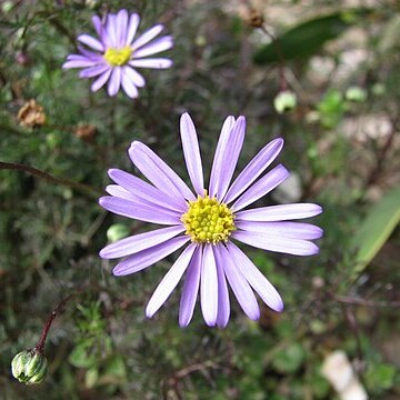 Brachyscome multifida unspecified picture