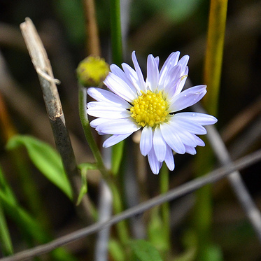 Brachyscome graminea unspecified picture